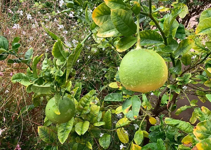 Rose De Sel דירה הייר